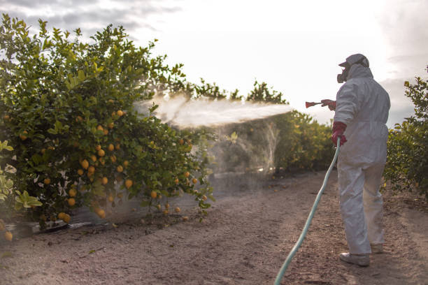 Reliable Del Mar, CA Pest Control Solutions