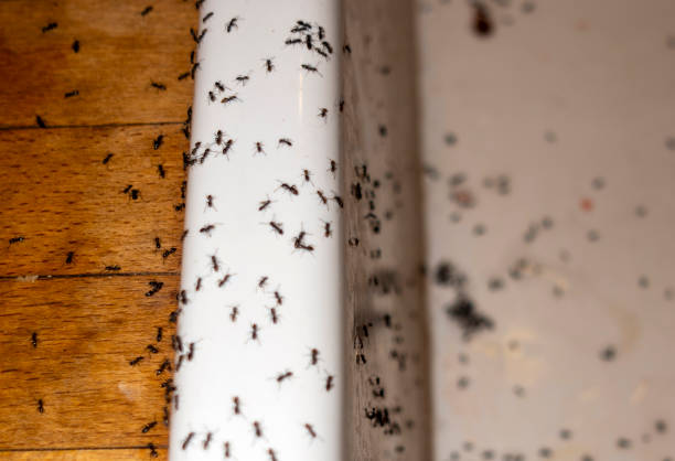Del Mar, CA Pest Control Company